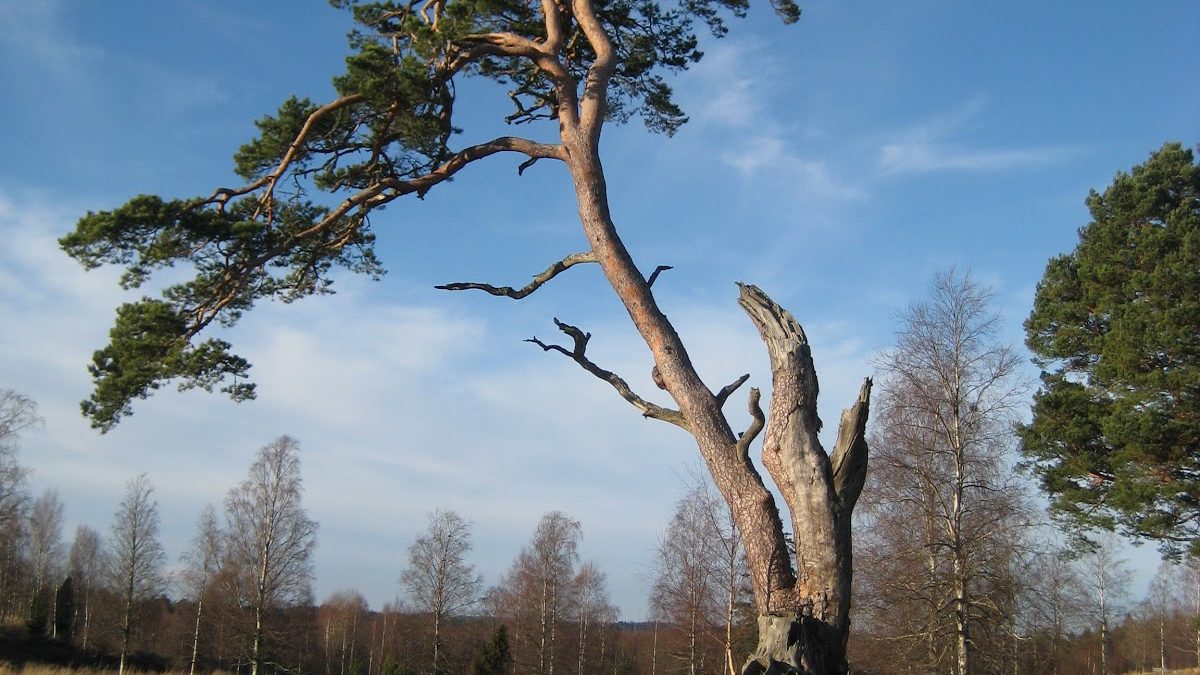 En bild på en tall