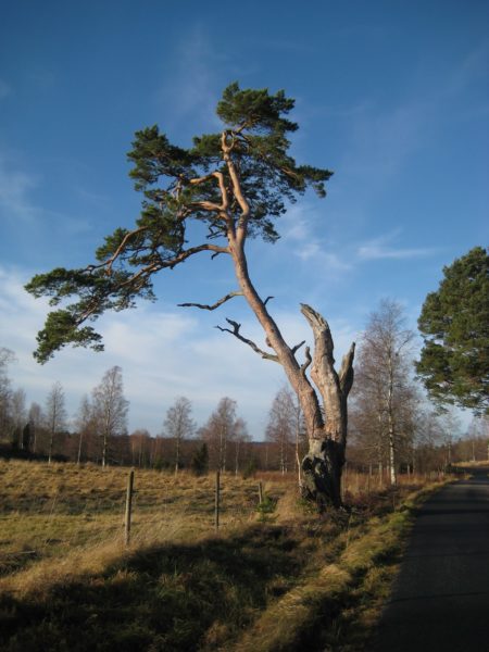En bild på en tall