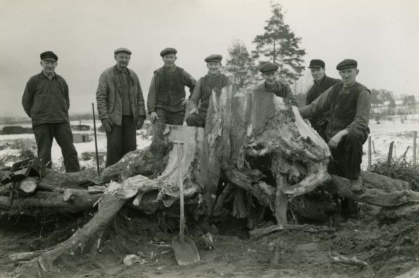 Gammalt foto på den gigantiska stubben som är uppgrävd. Runtomkring står arbetare.