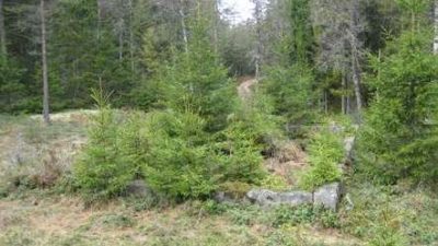 En skog med gröna granar. I skogen finns det stenar som formar en fyrkant.