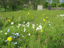 Grönt gräs med gula, vita och blå blommor på. En bit längre bort står det två gravstenar.