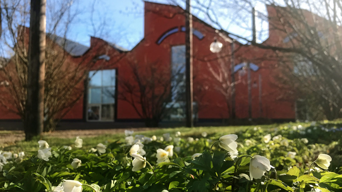 vitsippor i förgrunden, museet i bakgrunden