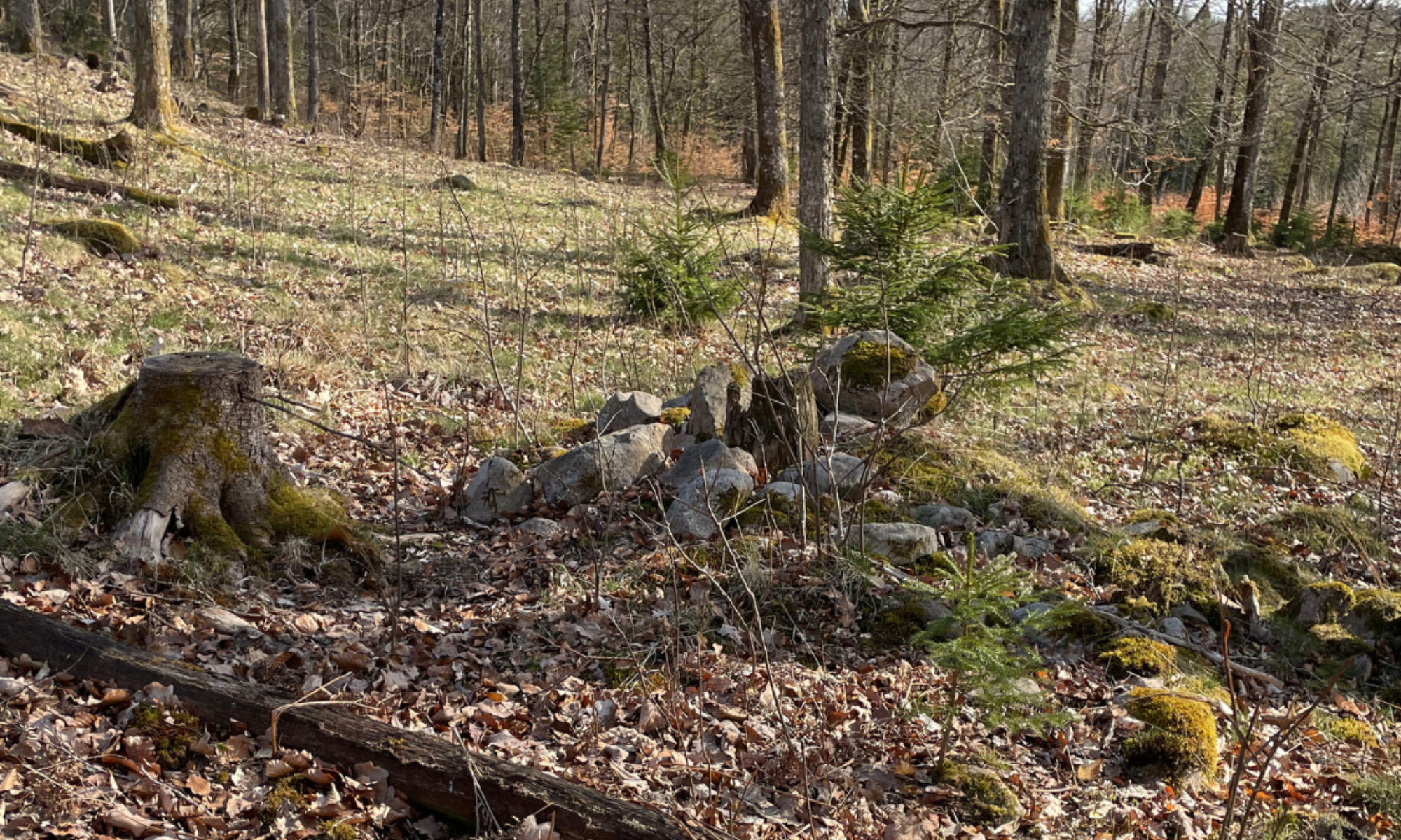 Röjningsröse i skog med blandskog